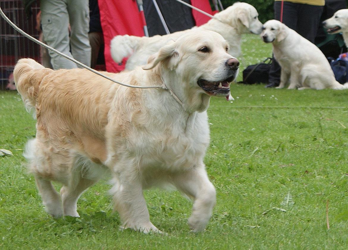 Golden retriever Emma billede 4