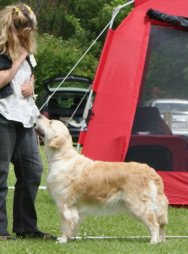 Golden retriever Emma billede 5