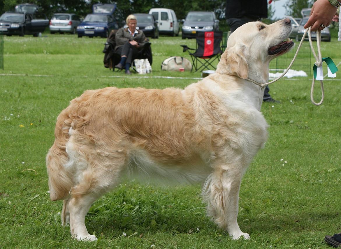 Golden retriever Emma billede 6
