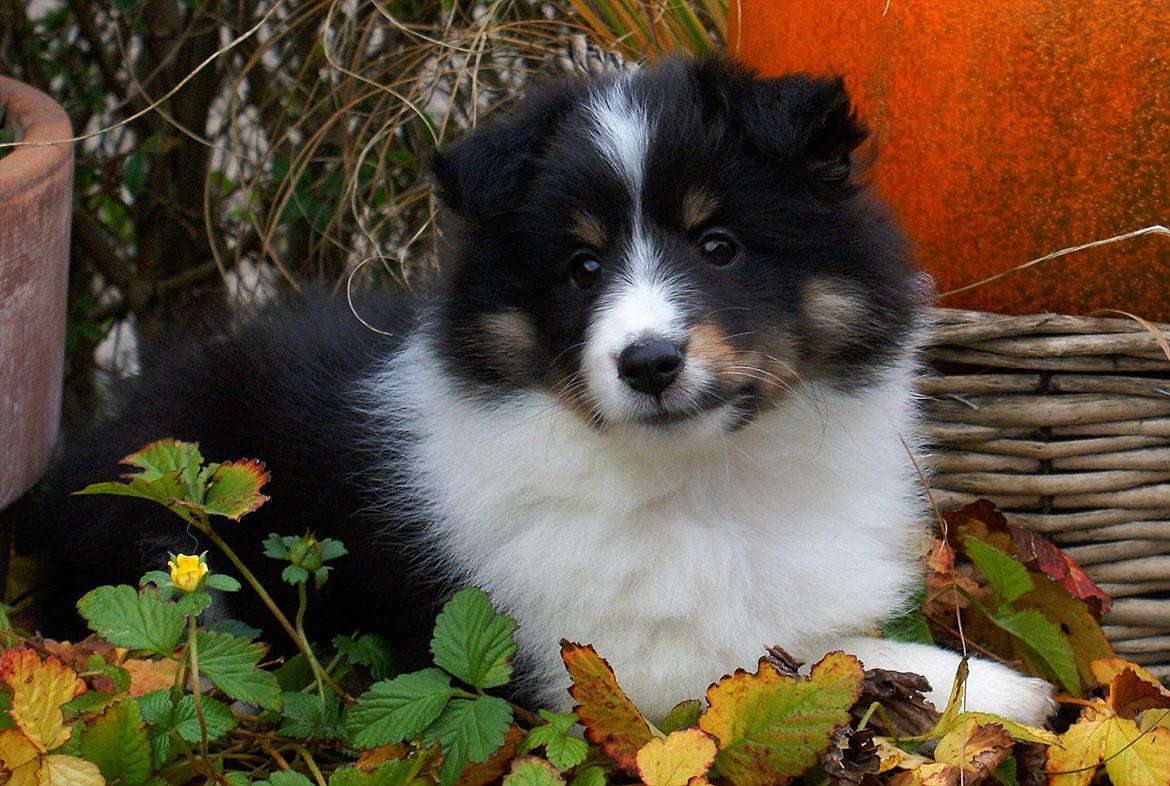 Shetland sheepdog Zarvo'r Precious Black Diamond - Dea 8 uger gammel billede 1