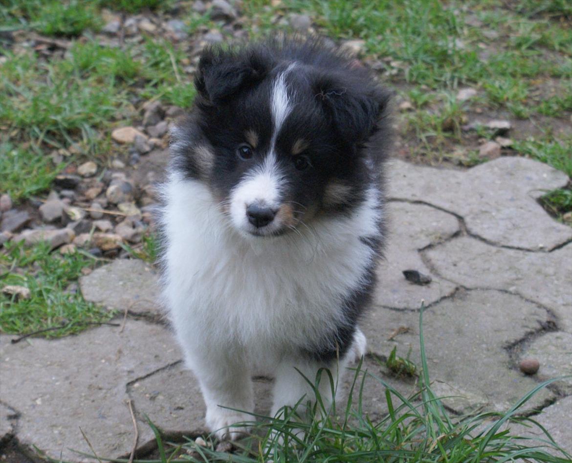 Shetland sheepdog Zarvo'r Precious Black Diamond billede 2