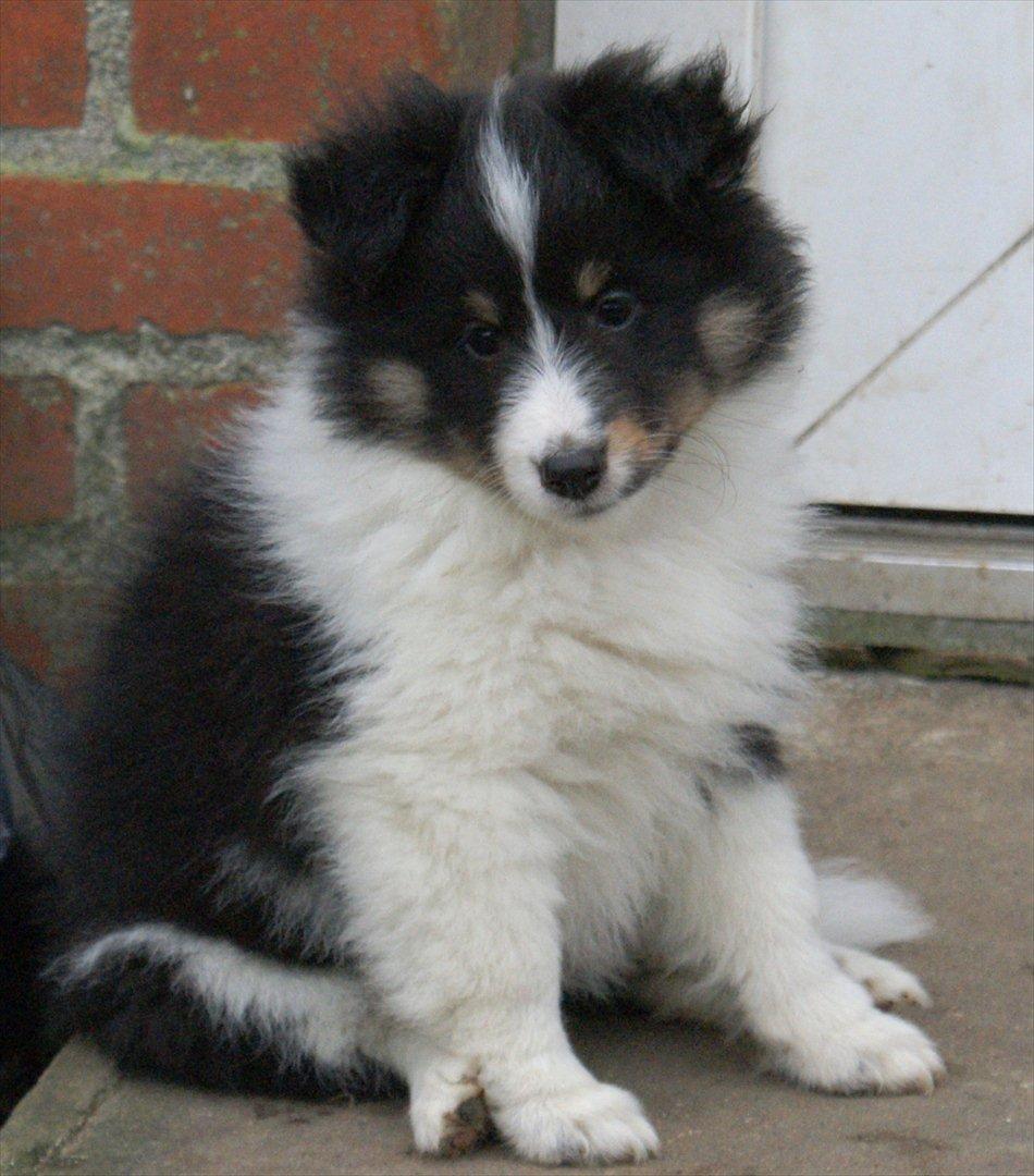 Shetland sheepdog Zarvo'r Precious Black Diamond billede 3