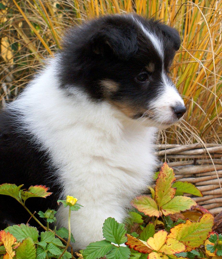 Shetland sheepdog Zarvo'r Precious Black Diamond billede 5