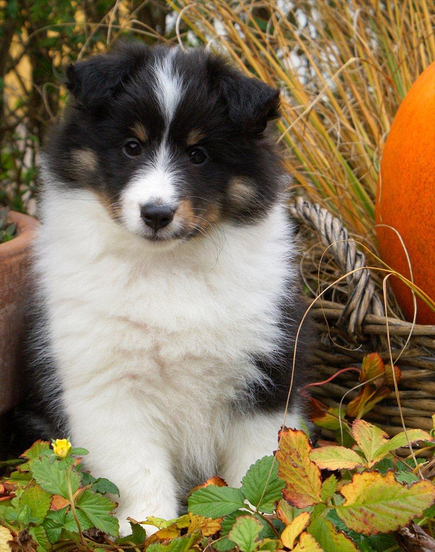 Shetland sheepdog Zarvo'r Precious Black Diamond billede 6