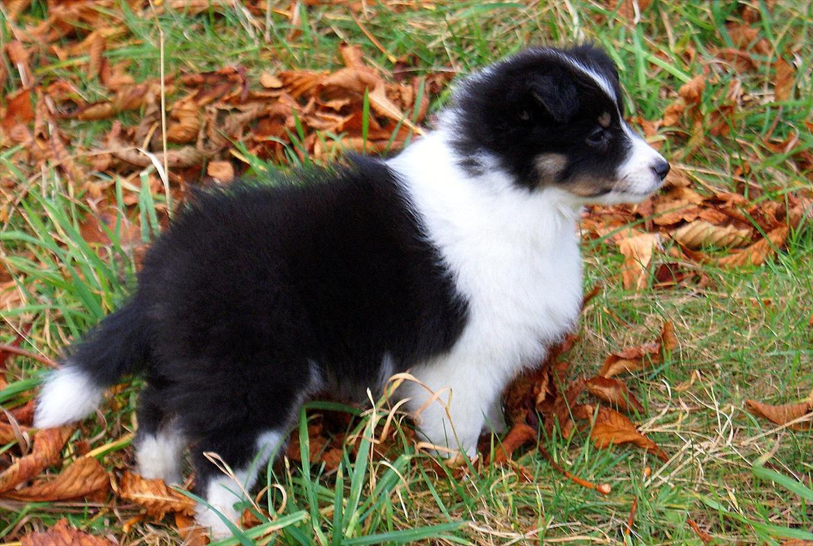 Shetland sheepdog Zarvo'r Precious Black Diamond billede 7