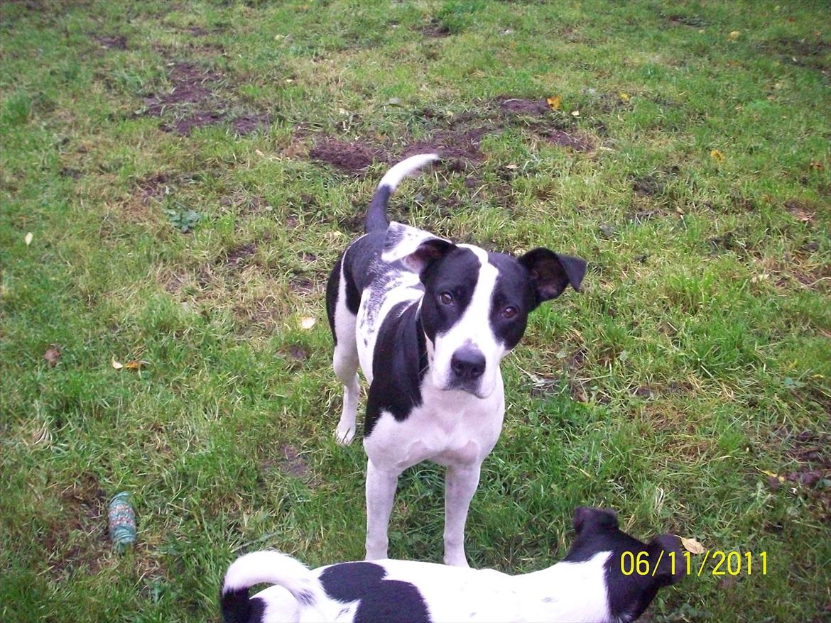 Blanding af racer Donna billede 20