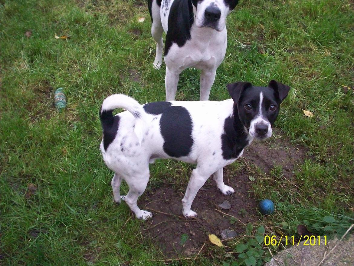 Dansk svensk gaardhund Aslan billede 20