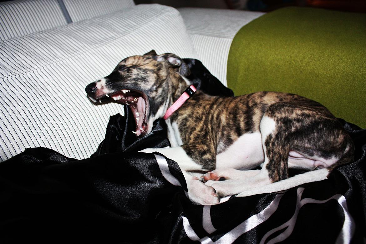 Whippet | Quinta billede 10