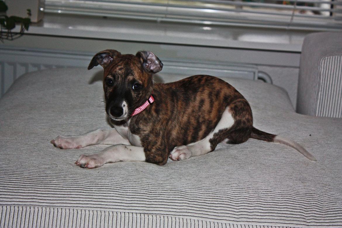Whippet | Quinta billede 11