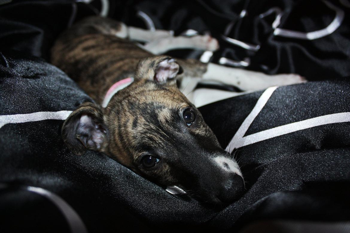 Whippet | Quinta billede 13