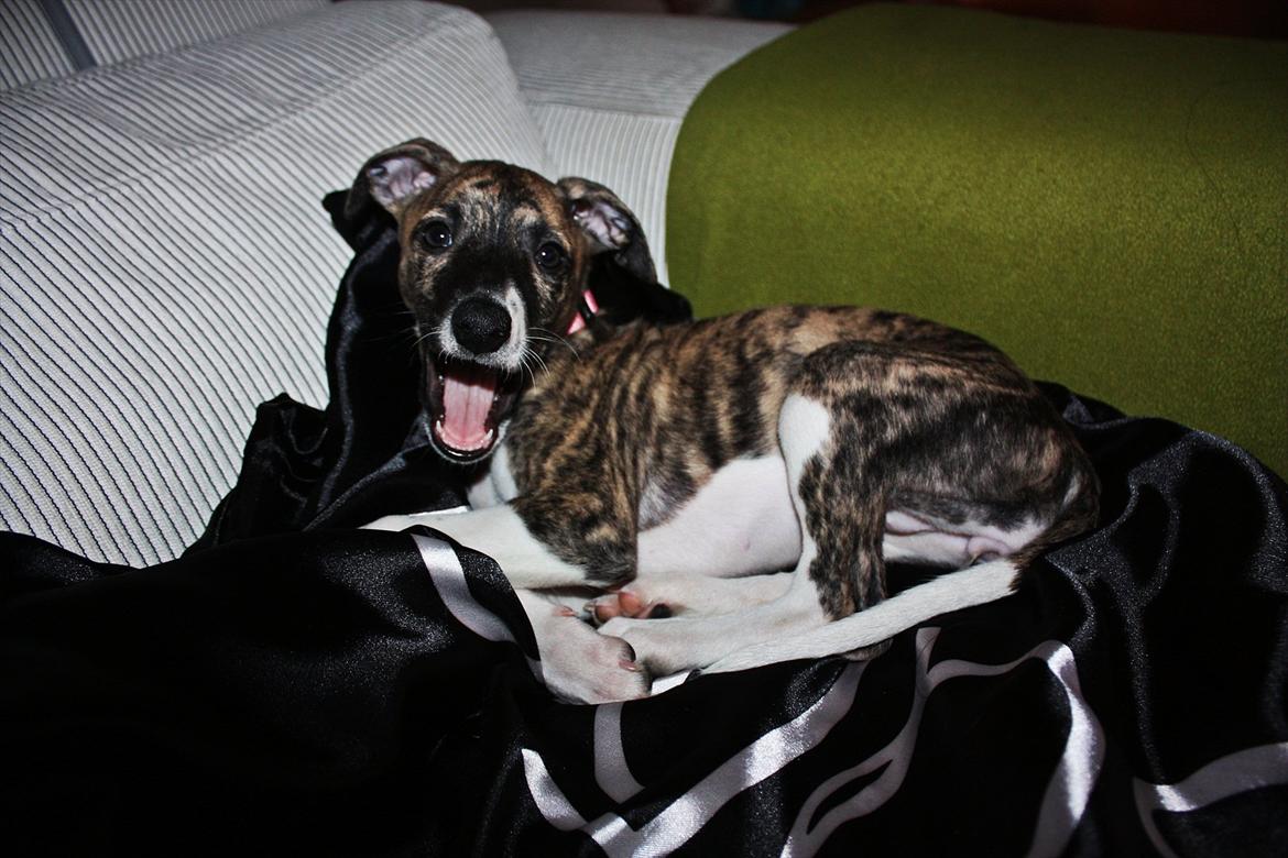 Whippet | Quinta billede 5