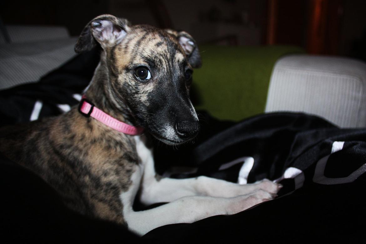 Whippet | Quinta billede 14