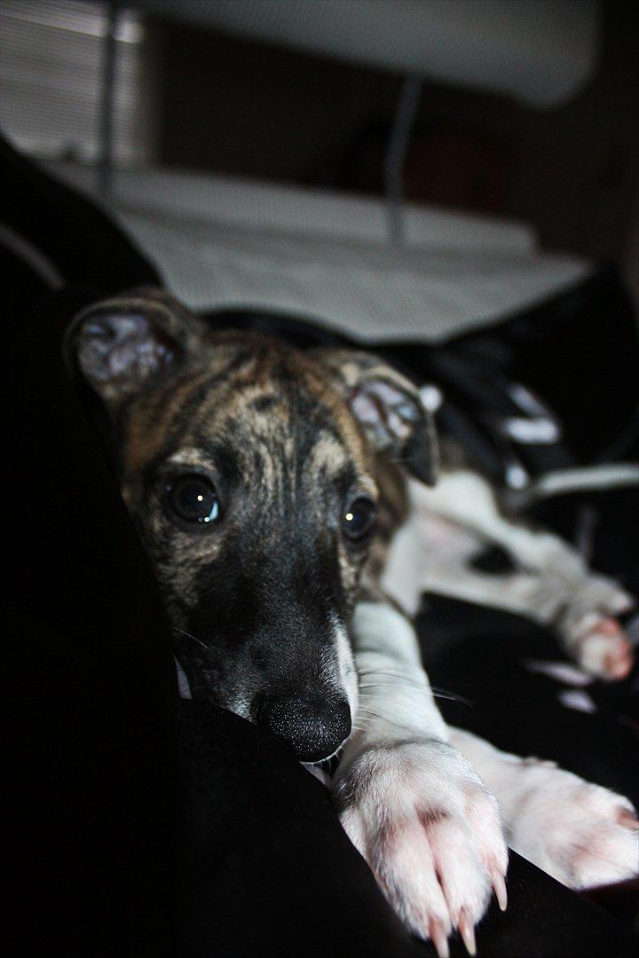 Whippet | Quinta billede 15