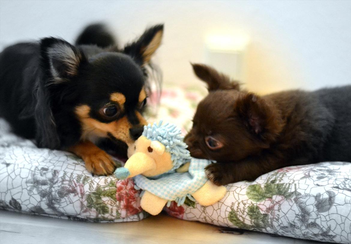 Chihuahua Mickey billede 11