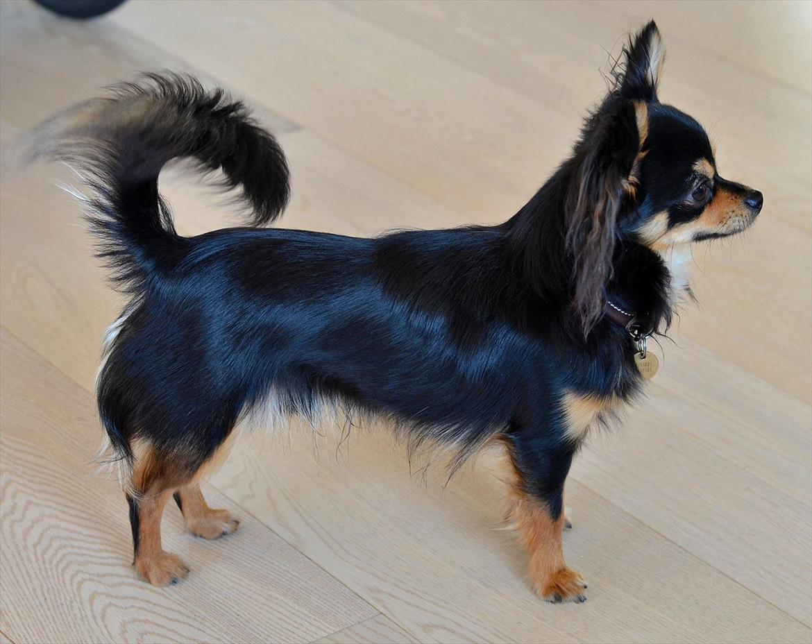 Chihuahua Mickey billede 9