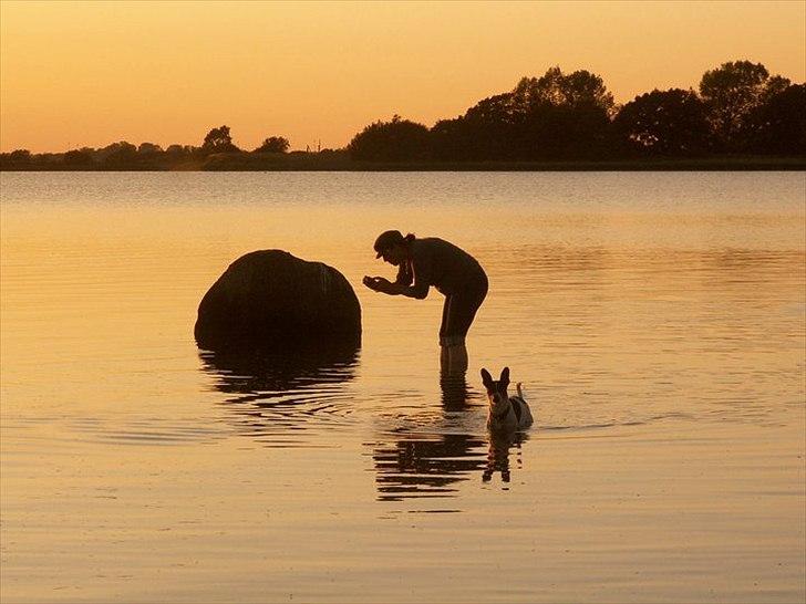 Dansk svensk gaardhund Hugo - Sol nedgang over Guldborgsund billede 19