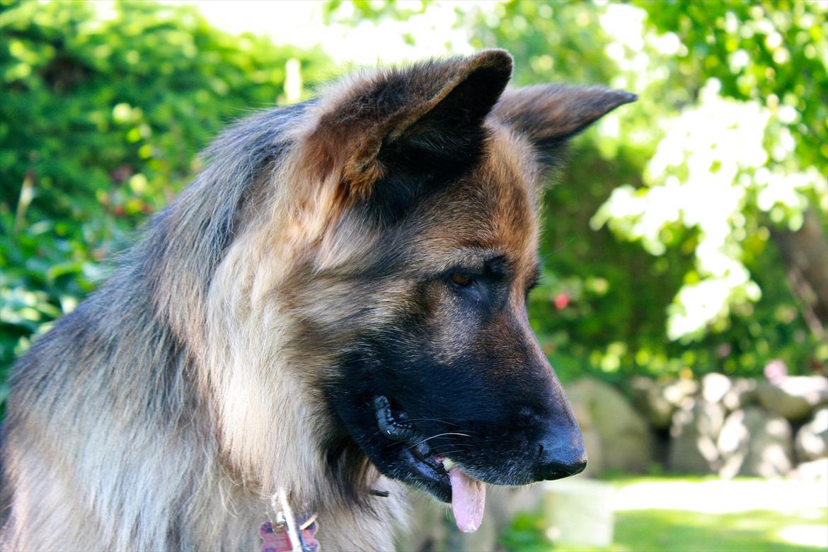 Schæferhund Freja  billede 14