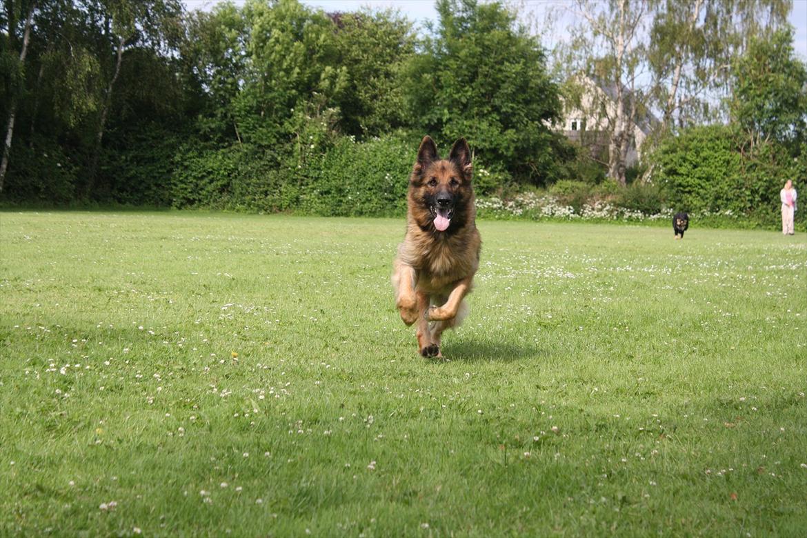 Schæferhund Freja  billede 16
