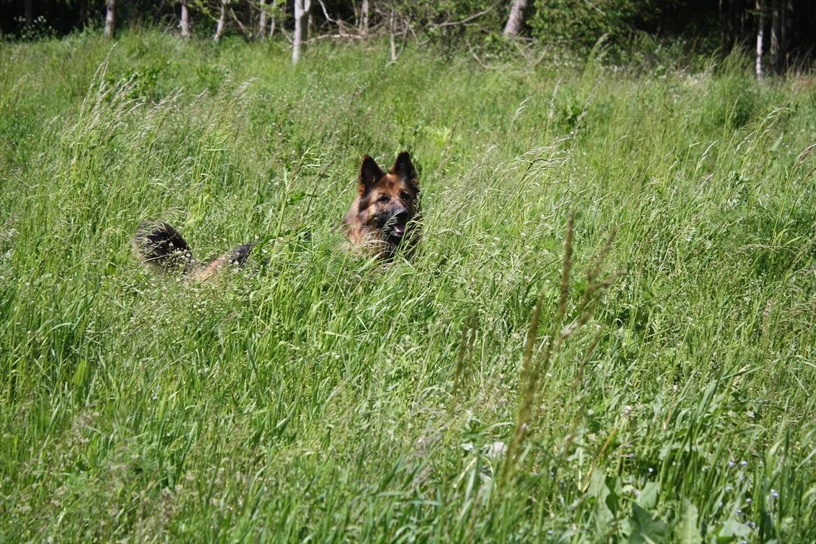 Schæferhund Freja  billede 18