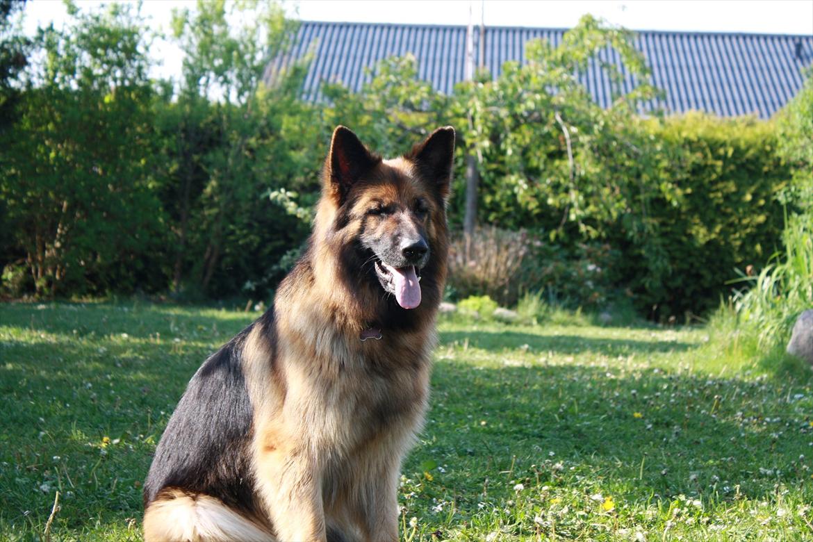 Schæferhund Freja  billede 1