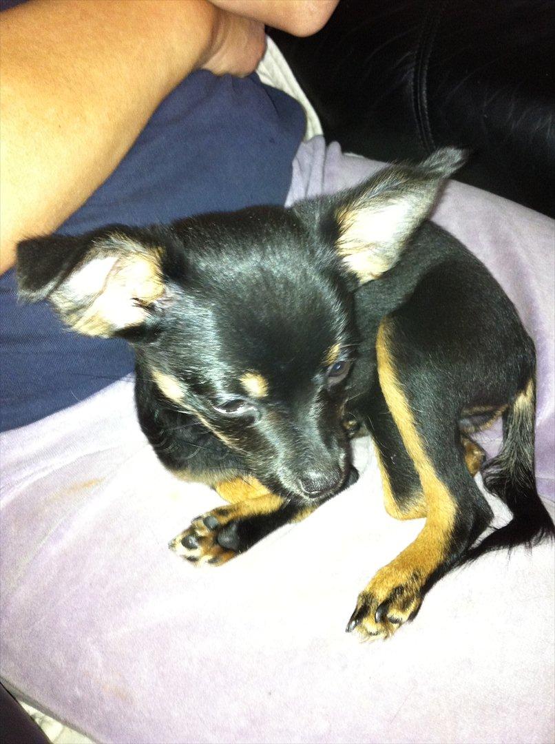 Chihuahua fie billede 1