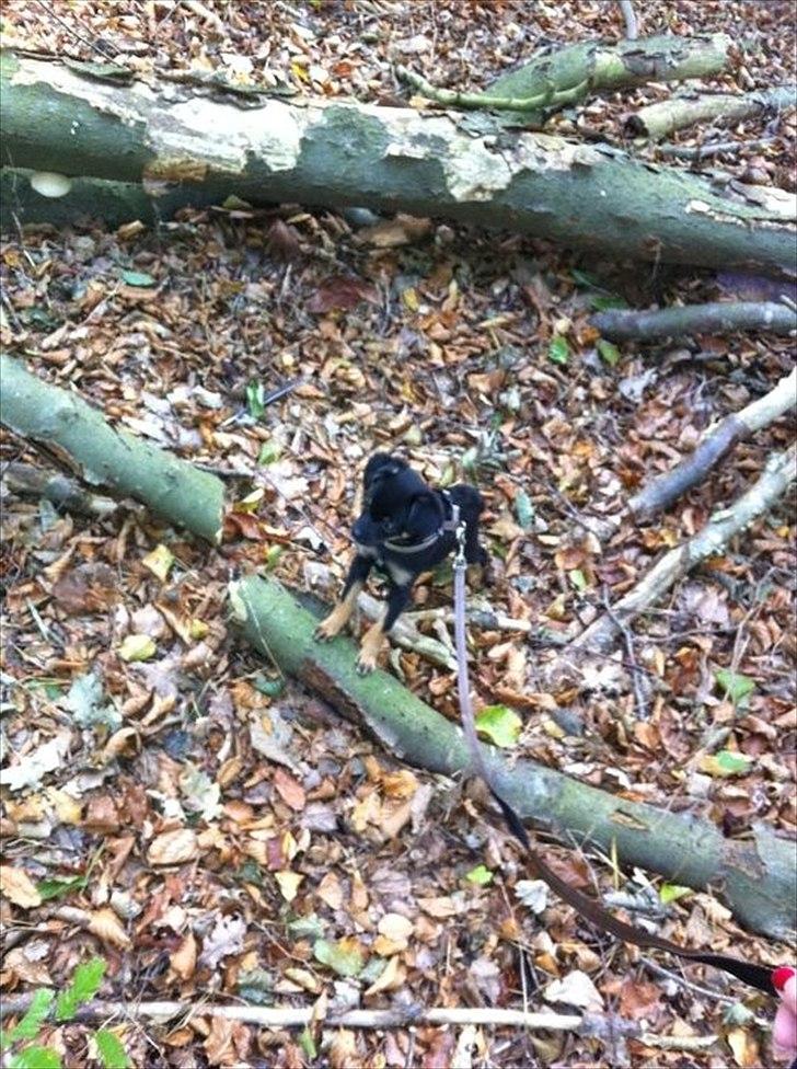 Chihuahua fie billede 2