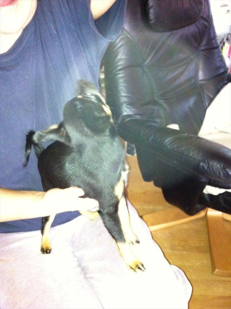 Chihuahua fie billede 3