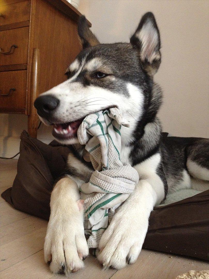 Siberian husky Neo (Setzoniaze's Runner of Jubilee)[Himmelhund] - Aaaaahhhh når gummerne kløer så er der ikke noget bedre end en frossen klud.... Kan varmt anbefales. billede 18