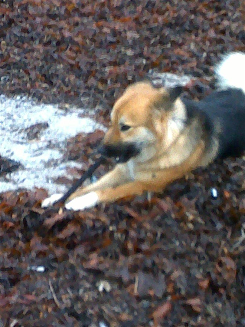 Islandsk fårehund Malou - Dø pind..  billede 6