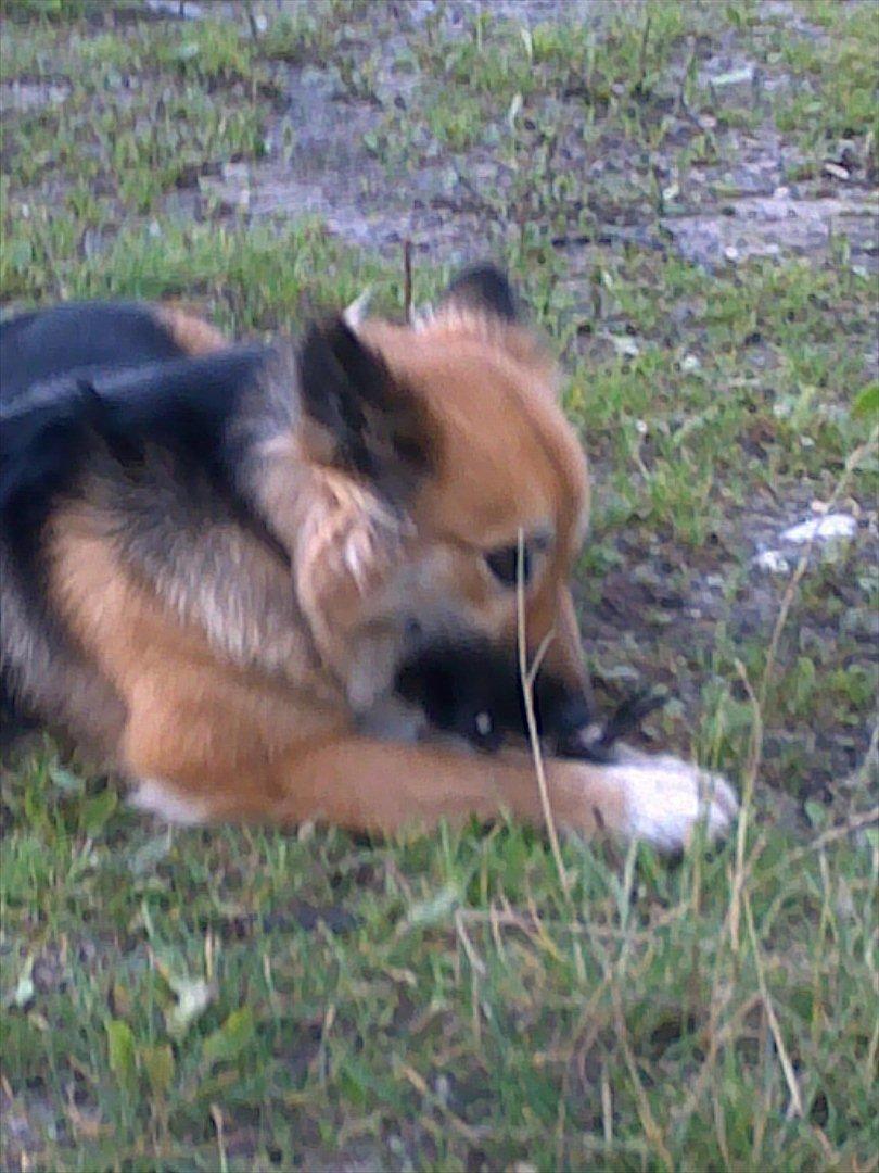 Islandsk fårehund Malou - En god pind er altid godt.  billede 5