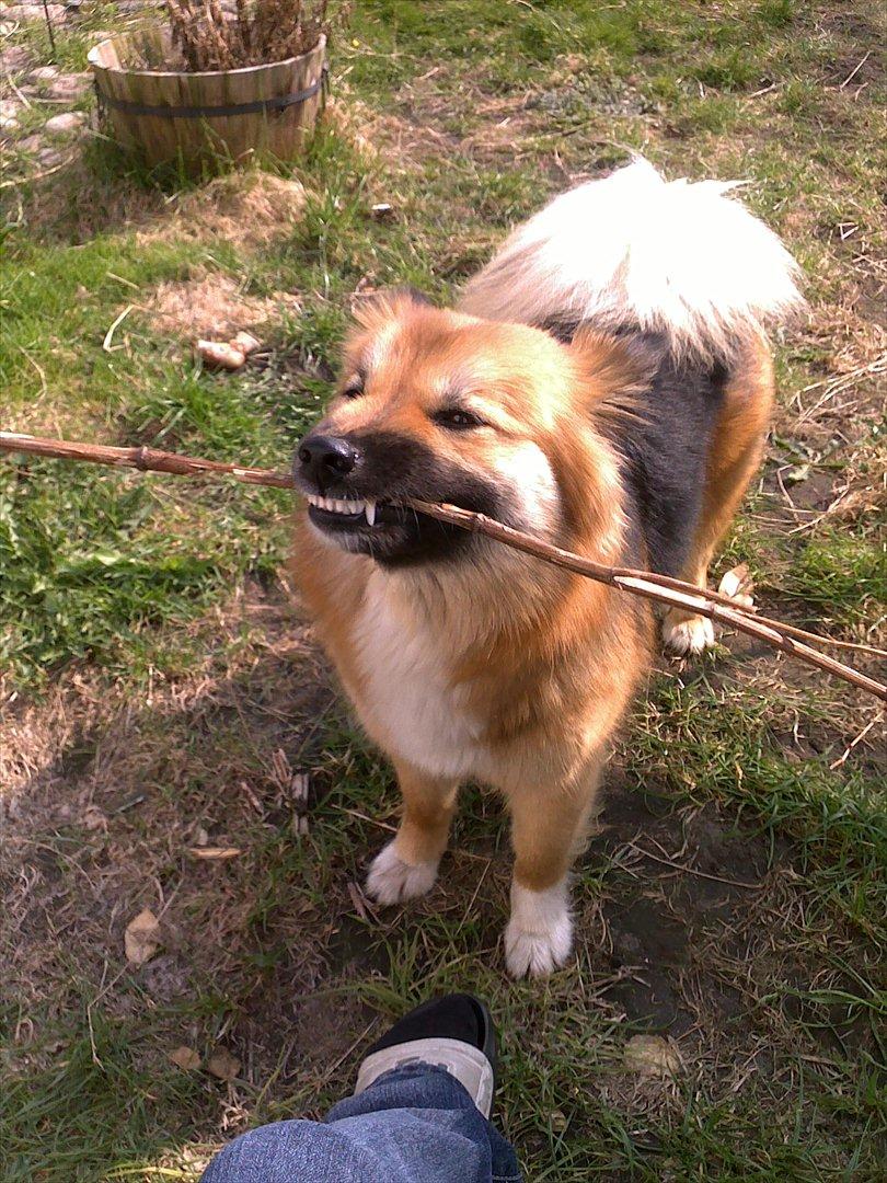 Islandsk fårehund Malou - Smil...  billede 2