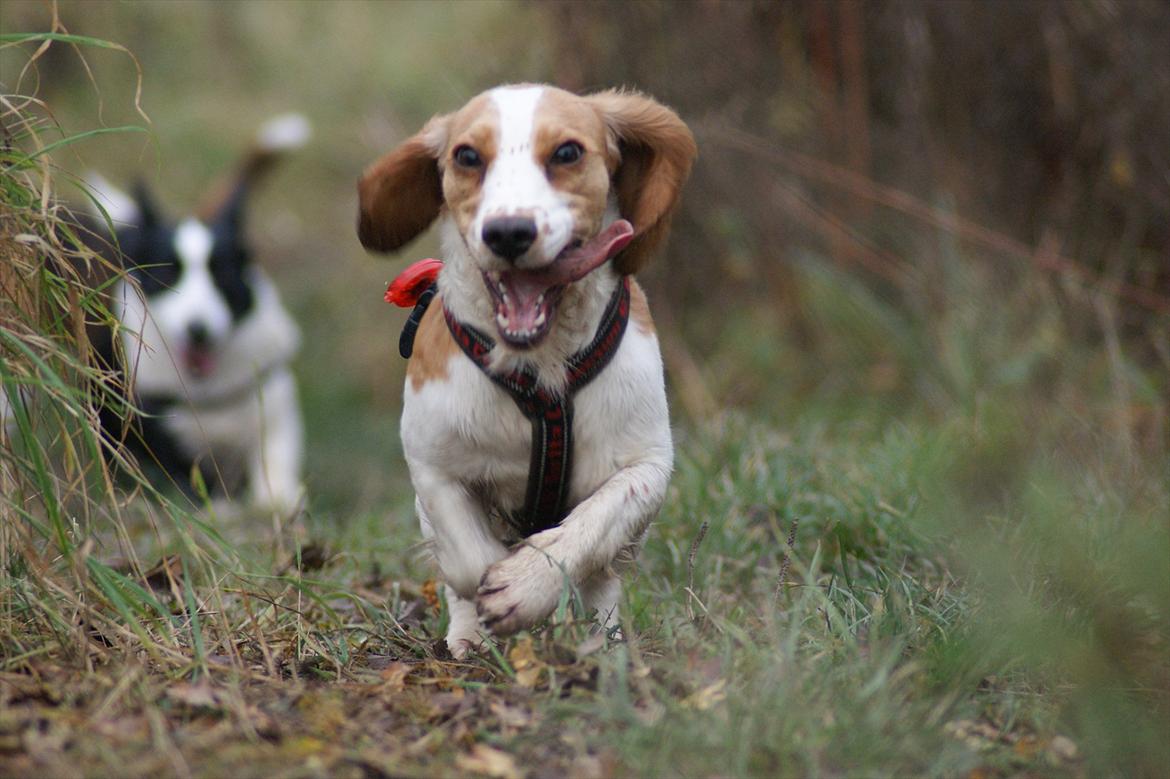 Blanding af racer Bubbi billede 9