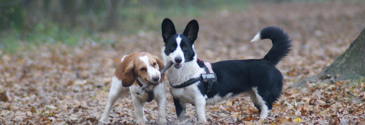 Blanding af racer Bubbi - Mig og min "søster" billede 6