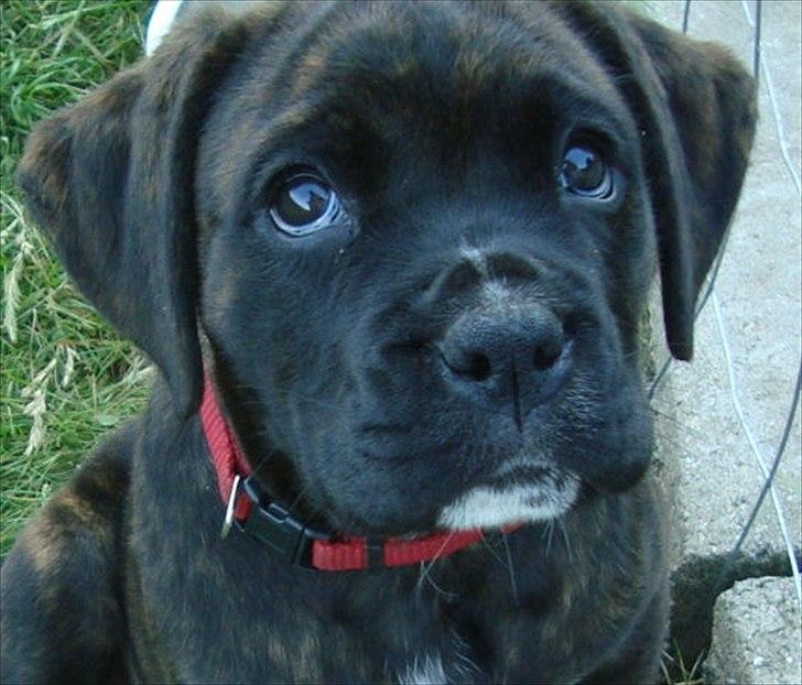 Blanding af racer Ronja<3 - !# Ronja muus billede 1