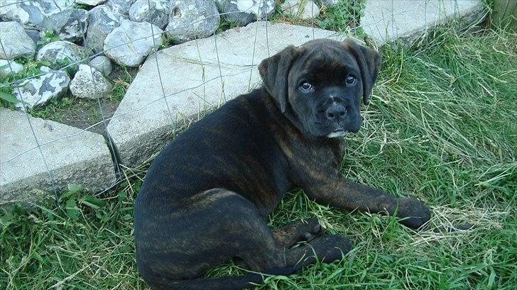 Blanding af racer Ronja<3 - 2# Ronja  billede 2