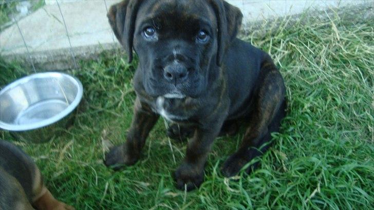 Blanding af racer Ronja<3 - 3# en baaabe billede 3