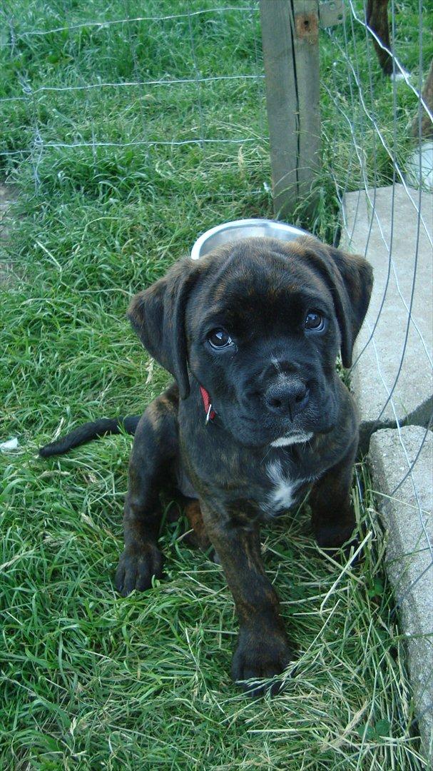 Blanding af racer Ronja<3 - 4# nuur hvalpeøjne på top 10 listen:D billede 4