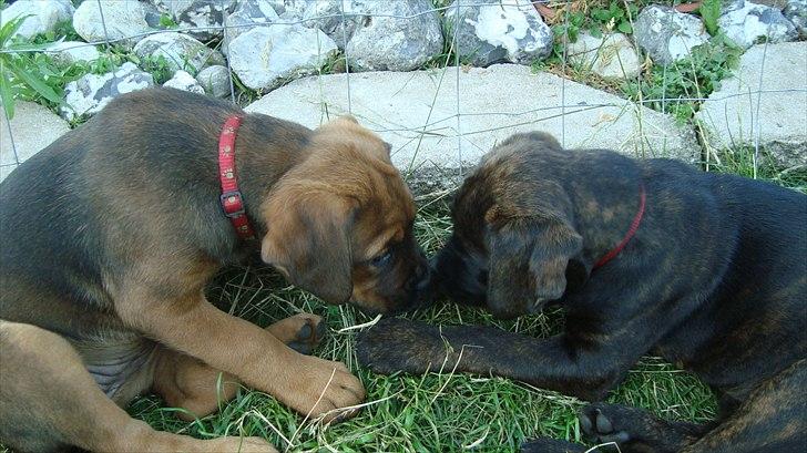 Blanding af racer Ronja<3 - 6# Ronja og hendes søster billede 5