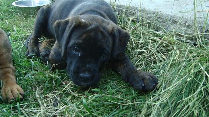 Blanding af racer Ronja<3 - 7# ååh hvad en Ronja<3 billede 6