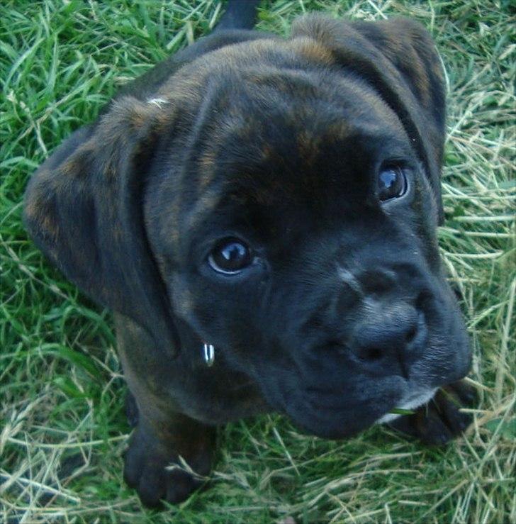 Blanding af racer Ronja<3 - 8# haha!! #er jeg ikke bare sød" billede 7