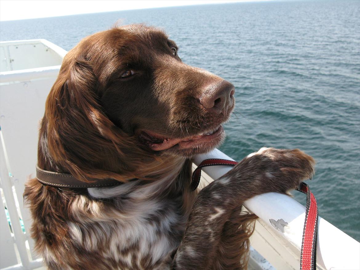 Kleiner münsterländer Astro - På sejltur billede 1