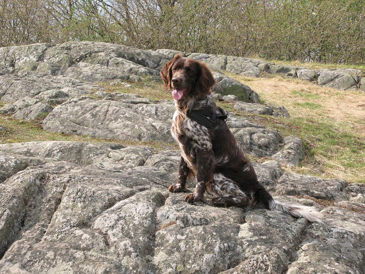 Kleiner münsterländer Astro - Astro i Sverige billede 2