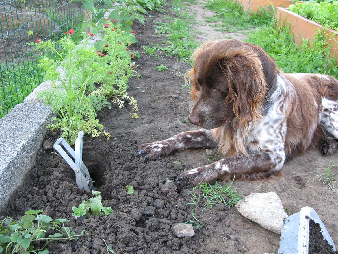 Kleiner münsterländer Astro - En muldvarp i fælden billede 3