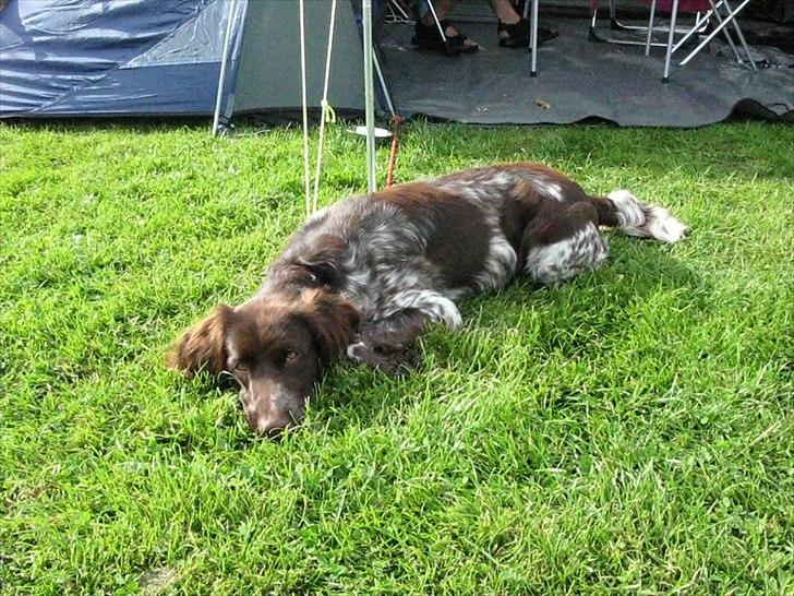 Kleiner münsterländer Astro - På camping billede 4