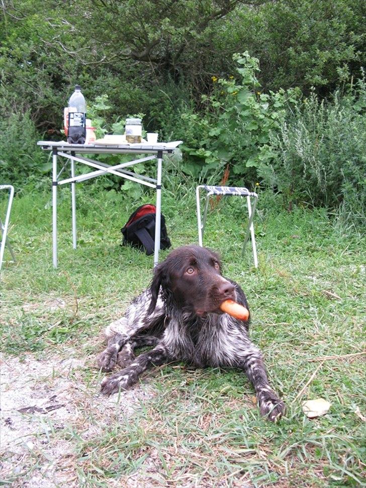 Kleiner münsterländer Astro - Nums..en pølse billede 5