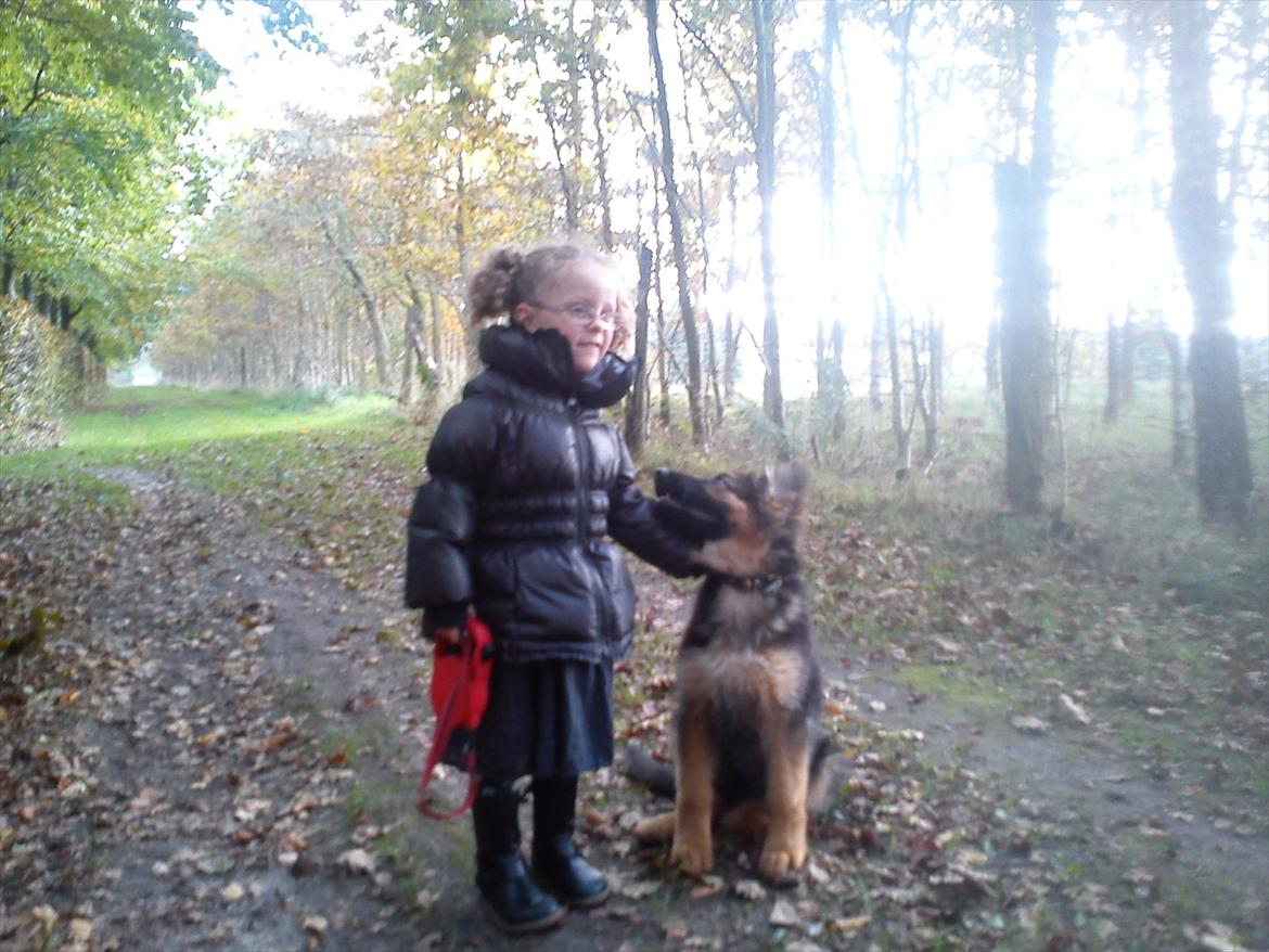 Schæferhund langhåret - Glenn´s Cherokee <3 (Chia) - Min datter og Chia dagen efter vi havde hentet hende ;o) billede 1