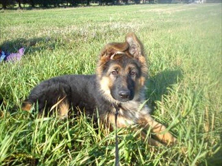 Schæferhund langhåret - Glenn´s Cherokee <3 (Chia) - en fræk lille sag ;o) billede 2