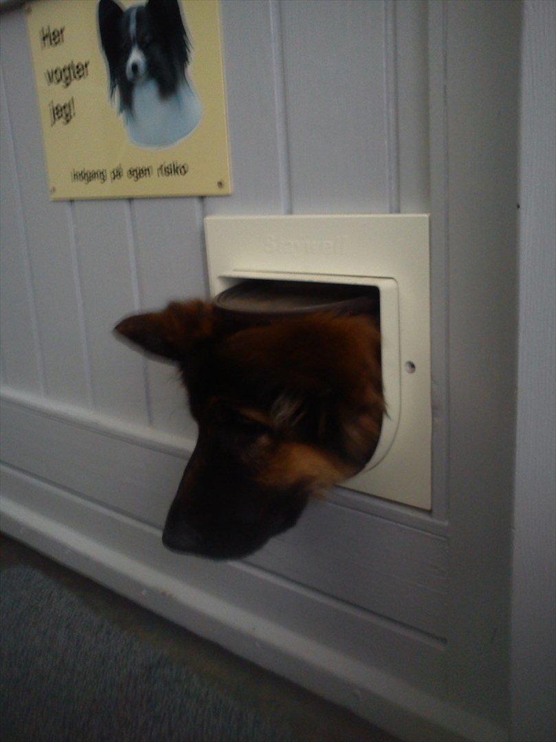 Schæferhund langhåret - Glenn´s Cherokee <3 (Chia) - Hvordan kom den kat ud her?? billede 3