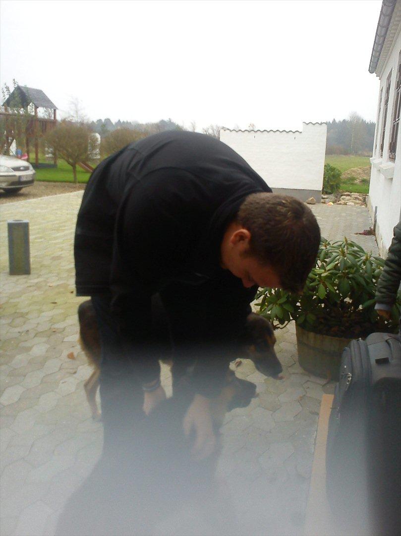 Schæferhund langhåret - Glenn´s Cherokee <3 (Chia) - Første møde med min mand- han vidste ikke vi havde fået ny hund, men troede vi skulle se på en dagen efter ;o) Han blev glad ;o) billede 4