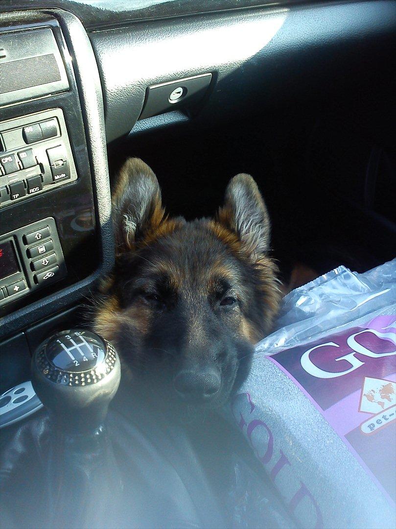 Schæferhund langhåret - Glenn´s Cherokee <3 (Chia) - Slapper af i bilen.. billede 5